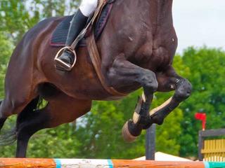 Championship Show Jumping