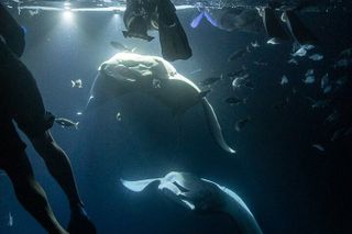 Manta Ray Snorkel Experience