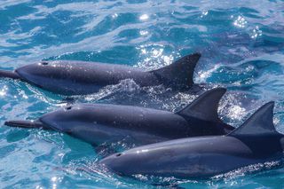 Maui Eco-Raft: 2 Hour Dolphin Watch Sightsee Tour (Semi-Private)