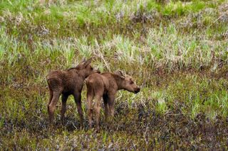 Anchorage to Whittier Cruise Transfer Tour with Port Drop-Off