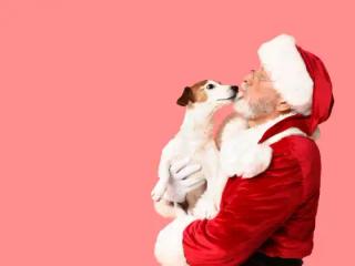Pet Photos with Santa 🐶😺