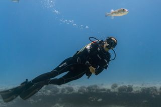 Incredibly Fun Coral Reef Giant Sea Turtles 4hour Boat Scuba Tour