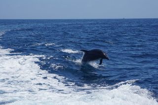 Dolphin and Sea Lion Tour of Catalina Island