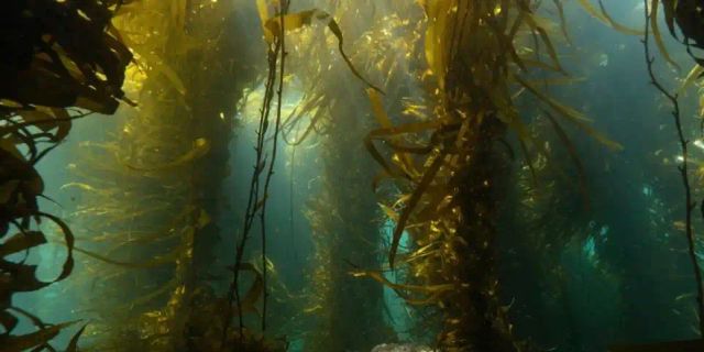 Artist Talk by Emily Sheppard | Composer, Performer and Scientist