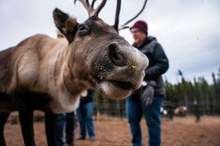 Reindeer Meet and Greet