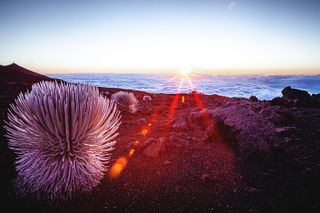 Maui Upcountry Drive, Haleakala NP & Ocean Vodka Distillery Tour