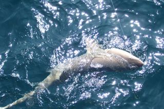 Night Shark Fishing Adventure in Myrtle Beach