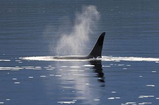 Private Alaska Native Wildlife & Scenic Experience..