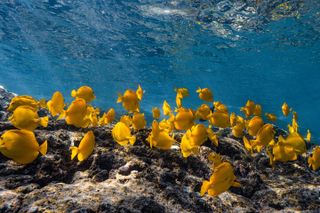 Private Kealakekua Bay Snorkel and Dolphin Watch
