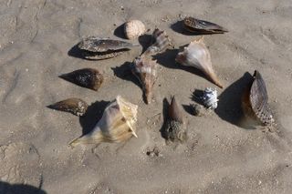 2-hour Shelling Boat Tour in the 10,000 Islands
