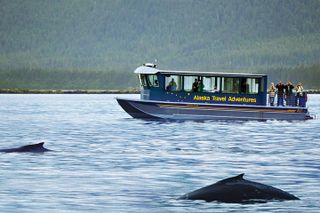 Juneau Whale Watching Adventure