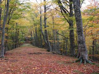 Fall Foliage Festival