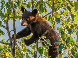 Jasper Evening Wildlife Tour