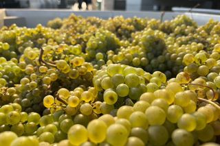 Custom Willamette Valley Wine Tours from The Allison Inn and Spa