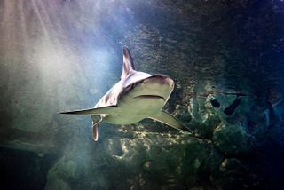 SEA LIFE Aquarium San Antonio Admission Ticket