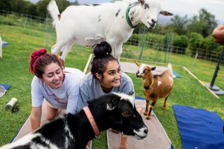 Sunset Maui Goat Yoga with Live Music