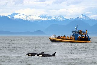 Vancouver Whale Watch Large Zodiac Tour with Guide