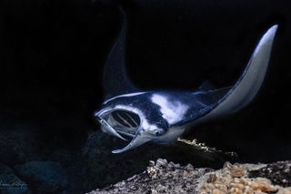 Snorkel With Giant Manta Rays In Kailua Kona