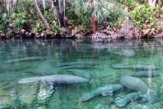 Tandem Kayak Rental (2hr) - Blue Spring State Park