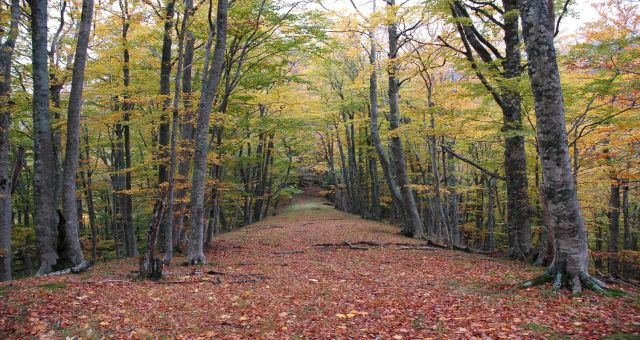 Fall Foliage Festival