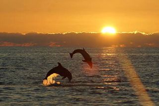 Chincoteague's Dolphin Watching Boat Tour
