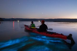 Bioluminescence Kayak Tour: Port Townsend, WA
