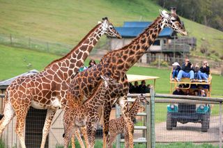 Classic Safari Adventure at Safari West