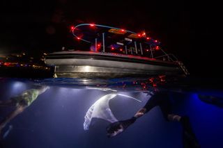 Night Manta Ray Experience