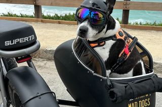 Monterey Bay Famous Dog Friendly Electric Bike and Sidecar Tour