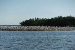 2 Hour Dolphin, Birding and Shelling Tour