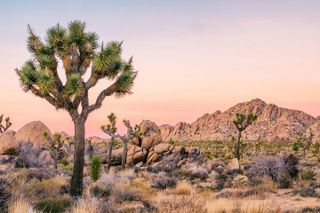 Joshua Tree National Park Self-Guided Driving Audio Tour