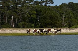 Wildlife Boat Tour with Wild Ponies and Dolphins in Chincoteague