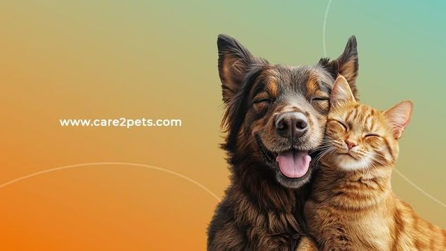 LET’S TALK ABOUT PET NUTRITION AT BONE & CO!