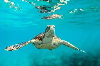 Barbados Catamaran Turtle and Shipwreck Snorkeling Cruise