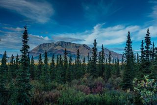 Wild Alaska Tour: Full-Day Scenic Journey from Fairbanks