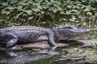 Everglades Airboat Experience – Wildlife & Wetlands