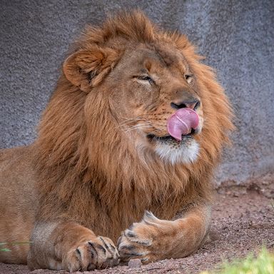 Phoenix Zoo/Arizona Center for Nature Conservation
