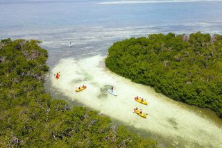 Key West Hidden Sanctuary Mangrove Kayak Tour With Drinks