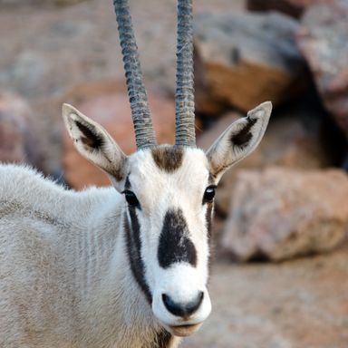Phoenix Zoo/Arizona Center for Nature Conservation