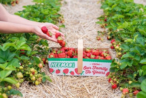 Heeman’s Pick Your Own Strawberry Patch
