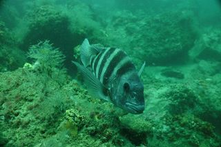 Discover Snorkeling Tour in Panama City