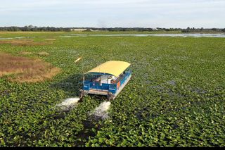 90 Minute Florida Everglades Wildlife Boat Tour