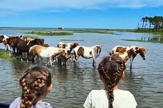 Saltwater Pony Tours Chincoteague Assateague Wild Pony Boat Tour
