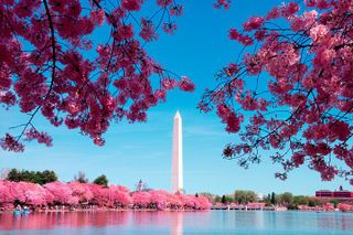 DC in a Day: 10+ Monuments, Boat Cruise, National Mall, Tickets