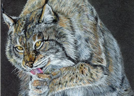 Nature Sketching: Mammals *NEW*