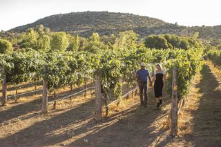 Bliss - Sedona’s Most Luxurious Wine Tour - Lunch Included!