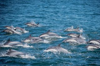 Los Angeles Whale and Dolphin Watching Cruise from West Harbor