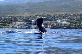 Kayak Whale Watch & Turtle Town Snorkel - Free Photos Included