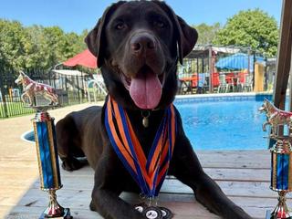 Top Dock Diving Competition