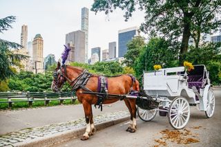 Official Private New York City Central Park Horse Carriage Ride Since 1965™
